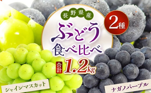 【先行予約】信州産 ナガノパープル、シャインマスカットのセット 約1kg (2房)｜ふるさと納税 松本市  ぶどう 葡萄 シャインマスカット ナガノパープル 果物 フルーツ 種無し 新鮮 セット 食べ比べ 信州産 先行予約 1479974 - 長野県松本市