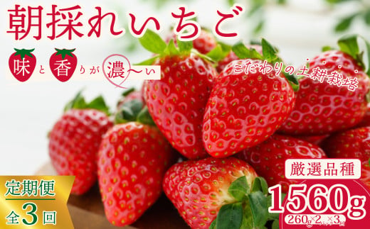 【先行予約/2025年】厳選いちご 2パック×3回発送 3カ月連続定期便 《2025年1月以降順次発送》|  苺 イチゴ 大粒 いちご 檜山いちご園 いばらキッス ひたち姫 やよいひめ フルーツ 茨城県産 新鮮 朝採れ 糖度 酸味 品種 ひたち姫 甘い 濃厚 旬 採れたて 旬 産地 直送 フレッシュ ベリー 果肉 健康 果物 デザート 贈り物 食べ比べ 定期便 人気 茨城県 常陸太田市 1013395 - 茨城県常陸太田市