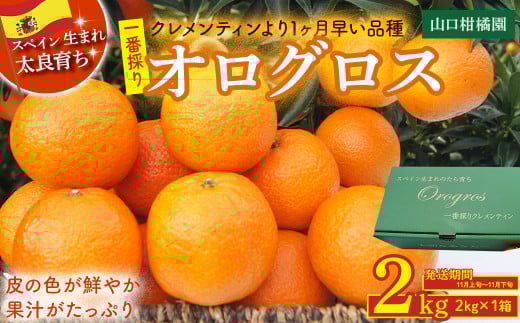 一番採りクレメンティン！新品種「オログロス」2kg みかん 蜜柑 ミカン おれんじ オレンジ フルーツ 果物 くだもの ジューシー 柑橘 マンダリン クレメンティン オログロス 国産 希少 ジューシー 薄皮プレゼント 贈り物 ギフト 佐賀県 太良町 L131 494132 - 佐賀県太良町