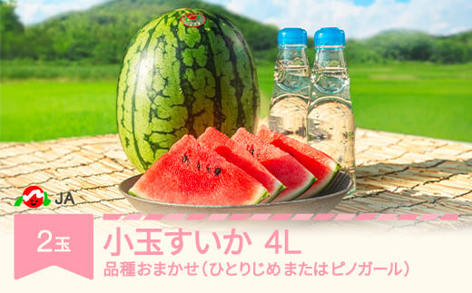 先行予約 小玉 すいか 4L×2玉入り 2025年産 令和7年産 品種おまかせ ひとりじめ または ピノガール ja-sukox2 652019 - 山形県村山市