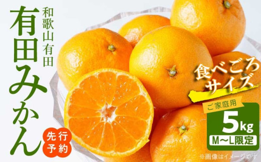 AT6304_【2025年先行予約】ご家庭用　有田みかん 約5kg (M、Lサイズ)【湯浅町】