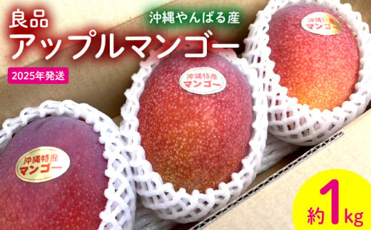 2025年発送【沖縄やんばる産】約1kg　良品アップルマンゴー（Ms mango farm） 南国 南国フルーツ 先行予約 期間限定 沖縄 甘味 糖度 フルーツ 果物 果実 プレゼント ギフト トロピカル 数量限定 予約 おすすめ くだもの 太陽 やんばる 自然 1555706 - 沖縄県名護市