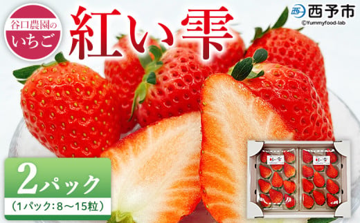 2025年発送＜谷口農園のいちご「紅い雫」約500g（約250g×2パック）西予市 宇和町産＞ イチゴ 果物 フルーツ ストロベリー ジューシー 特産品 株式会社フジ・アグリフーズ 愛媛県 西予市【冷蔵】 1557972 - 愛媛県西予市