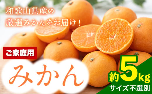 【訳あり/ご家庭】先行予約 和歌山県産みかん 約5kg【サイズ混合】 サンファーム《10月上旬-2025年1月下旬頃出荷》和歌山県 紀の川市