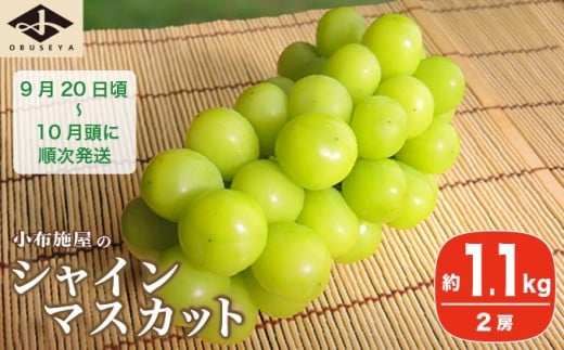 シャインマスカット 約1.1kg 2房 ［小布施屋］ フルーツ 果物 くだもの ぶどう 葡萄 ブドウ 数量限定 クール便配送 長野県産 産地直送 先行予約 送料無料 2025 2025年発送 令和7年産 【2025年9月20日頃～10月頭に発送】 ［A-8a］