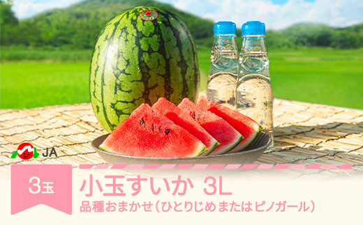 先行予約 小玉 すいか 3L×3玉入り 2025年産 令和7年産 品種おまかせ ひとりじめ または ピノガール ja-sukox 651729 - 山形県村山市