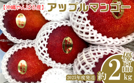 2025年発送【沖縄やんばる産】約2kg　優品アップルマンゴー（Ms mango farm） 南国 南国フルーツ 先行予約 期間限定 沖縄 甘味 糖度 フルーツ 果物 果実 プレゼント ギフト トロピカル 数量限定 予約 おすすめ くだもの 太陽 やんばる 自然 809407 - 沖縄県名護市