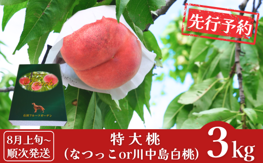 先行予約 特大桃 3kg (7～8個) [2025年発送分] 令和7年産 白桃 なつっこ 川中島白桃 新潟フルーツ 新潟県産桃 贈答用 [石田フルーツガーデン] 【022S054】 1135716 - 新潟県三条市