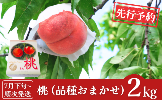 先行予約 桃 約2kg (6個入) [2025年発送分] 令和7年産 新潟フルーツ 新潟県産桃 [石田フルーツガーデン]【011P011】 867116 - 新潟県三条市