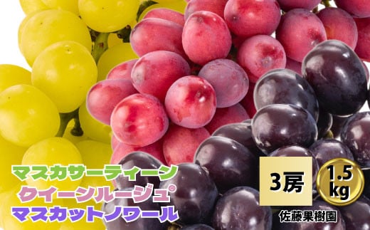 [No.5657-4101]白ぶどう(マスカサーティーン)＆赤ぶどう(クイーンルージュ®)＆黒ぶどう(マスカットノワール) 合計1.5kg以上 (各1房) 《佐藤果樹園》■2025年発送■※9月中旬頃～10月下旬頃まで順次発送予定 1472943 - 長野県須坂市