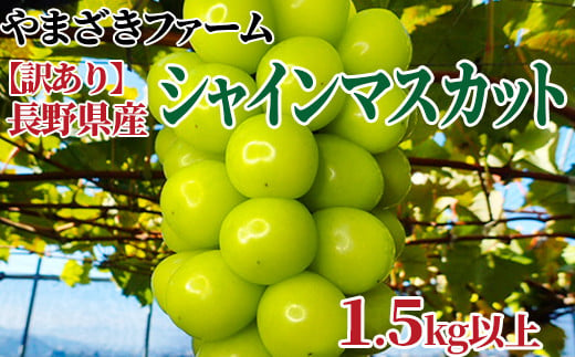 [No.5657-2973]【先行予約】【訳あり】 長野県産 シャインマスカット 1.5kg以上 家庭用《やまざきファーム》■2025年発送■※9月中旬頃～11月中旬頃まで順次発送予定 1060496 - 長野県須坂市