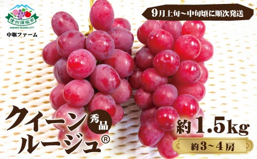 [No.5657-4132]クイーンルージュ® 秀品 約1.5kg (約3～4房) 《中堰ファーム》■2025年発送■※9月上旬頃～9月中旬頃まで順次発送予定