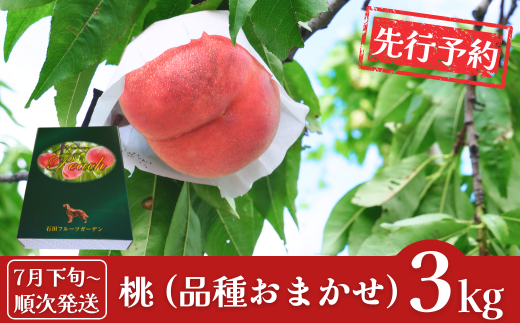 先行予約 桃 約3kg (9～11個入) [2025年発送分] 令和7年産 新潟フルーツ 新潟県産桃  [石田フルーツガーデン] 【015P058】 867117 - 新潟県三条市