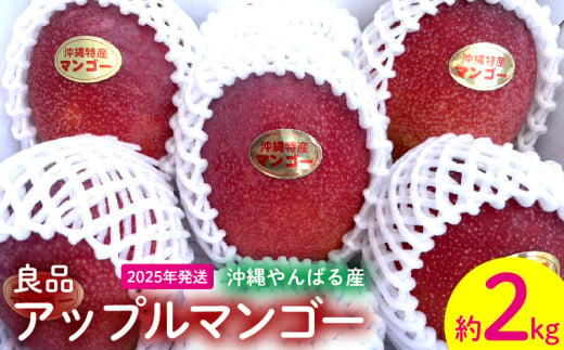 2025年発送【沖縄やんばる産】約2kg　良品アップルマンゴー（Ms mango farm） 南国 南国フルーツ 先行予約 期間限定 沖縄 甘味 糖度 フルーツ 果物 果実 プレゼント ギフト トロピカル 数量限定 予約 おすすめ くだもの 太陽 やんばる 自然 1240285 - 沖縄県名護市