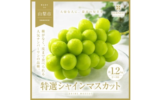 2025年先行受付 山梨県山梨市産　特選　旬の採れたてシャインマスカット　約1.2kg　2～3房【1365848】 576737 - 山梨県山梨市