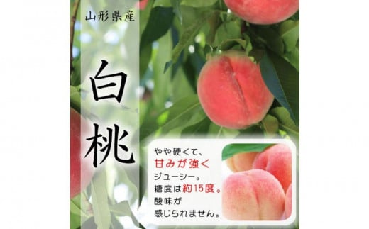 【令和7年産先行受付】山形県産白桃2kg 品種おまかせ 特秀品　柔らかくなる桃