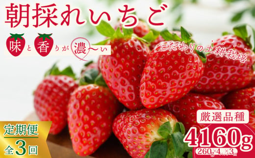 【先行予約/2025年】厳選いちご 4パック×3回発送 3カ月連続定期便  《2025年1月以降順次発送》|  苺 イチゴ 大粒 いちご 檜山いちご園 いばらキッス ひたち姫 やよいひめ フルーツ 茨城県産 新鮮 朝採れ 糖度 酸味 品種 ひたち姫 甘い 濃厚 旬 採れたて 旬 産地 直送 フレッシュ ベリー 果肉 健康 果物 デザート 贈り物 食べ比べ 定期便 人気  茨城県 常陸太田市 1133137 - 茨城県常陸太田市