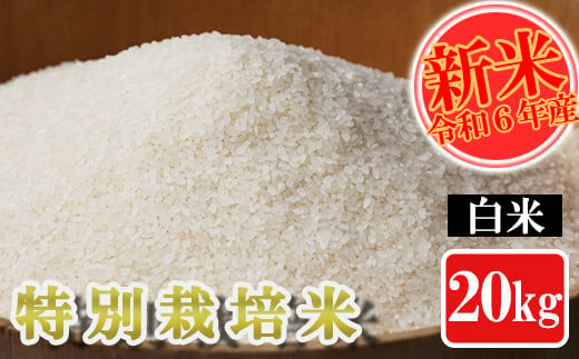 【令和6年産】特別栽培米 白米 20kg 熊本県 南関町産 単一原料米 ヒノヒカリ 産地直送 生産者 お米