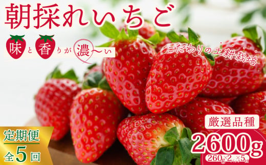 【先行予約/2025年】厳選いちご 2パック×5回発送 5回連続定期便 定期コース《2025年1月以降順次発送》 | 苺 イチゴ 大粒 いちご 檜山いちご園 いばらキッス ひたち姫 やよいひめ フルーツ 茨城県産 新鮮 朝採れ 糖度 酸味 品種 ひたち姫 甘い 濃厚 旬 採れたて 旬 産地 直送 フレッシュ ベリー 果肉 健康 果物 デザート 贈り物 食べ比べ 定期便 人気 茨城県 常陸太田市 1095809 - 茨城県常陸太田市