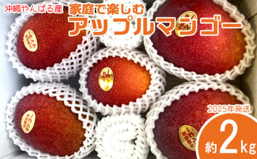 2025年発送【沖縄やんばる産】約2kg　家庭で楽しむアップルマンゴー （Ms mango farm） 南国 南国フルーツ 先行予約 期間限定 沖縄 甘味 糖度 フルーツ 果物 果実 プレゼント ギフト トロピカル 数量限定 予約 おすすめ くだもの 太陽 やんばる 自然 1555705 - 沖縄県名護市