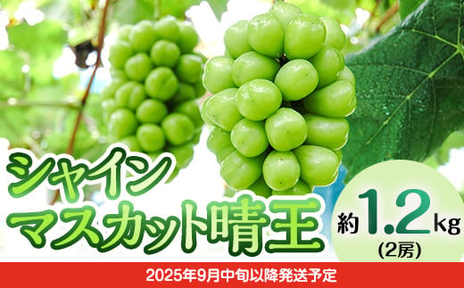 岡山県井原市のふるさと納税 フルーツ 定期便 年3回 2025先行予約 岡山 シャインマスカット 晴王 黒ぶどう 白桃 旬 果物 岡山県産 ブドウ もも くだもの お楽しみ定期便