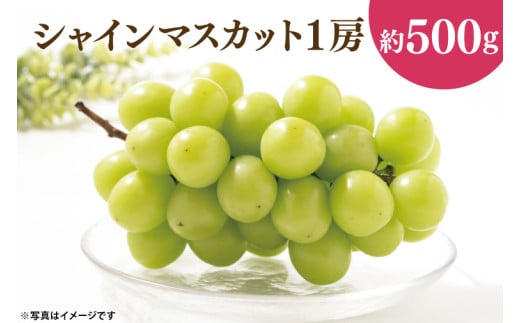 49-05【先行予約】【2025年10月以降発送】 シャインマスカット 雄宝 食べ比べ【マスカット ぶどう ブドウ 葡萄 フルーツ 果物 阿見町  茨城県】 - 茨城県阿見町｜ふるさとチョイス - ふるさと納税サイト