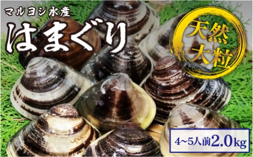 マルヨシ水産　桑名産大粒天然蛤　2kg_はまぐり　ハマグリ　魚介　貝　魚貝　活はまぐり　焼きはま　海鮮　網焼き　酒蒸し　お吸い物　パエリア　パスタ　c_74 741620 - 三重県桑名市