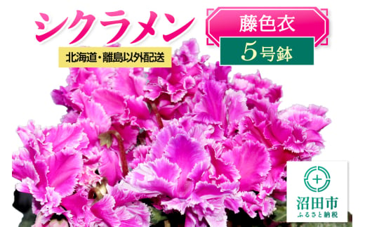 《12月以降発送》北海道・離島以外配送 シクラメン5号鉢 藤色衣