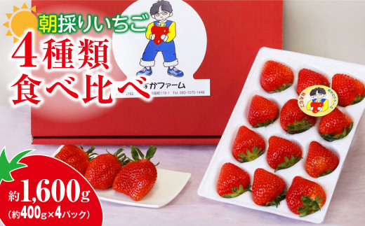 いちご 4種食べ比べ 400g × 4パック｜コク 甘み 朝採れ やよいひめ ななか 恋みのり あまおとめ あすかカルビー 贈答用 新鮮 完熟 いちご 旬 苺 ストロベリー 産地直送 果汁 あまい 人気 高評価 減農薬 美容 健康 旨味 高糖度 ごほうび 群馬県 前橋市 R5-71 1164013 - 群馬県前橋市