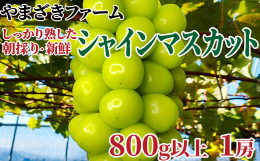 [No.5657-3867]【先行予約】大人気！ 長野県産シャインマスカット 800g以上 (1房)  《やまざきファーム》しっかり熟した、朝採り・新鮮ぶどう！■2025年発送■※9月中旬頃～11月中旬頃まで順次発送予定 1144156 - 長野県須坂市