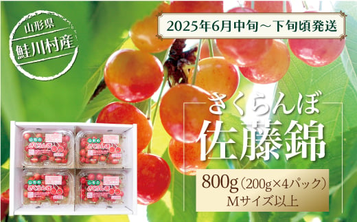 【令和7年産 早期受付】 鮭川村産さくらんぼ ＜佐藤錦＞ M～Lサイズ混合 フードパック800g（200g×4P） 1567696 - 山形県鮭川村