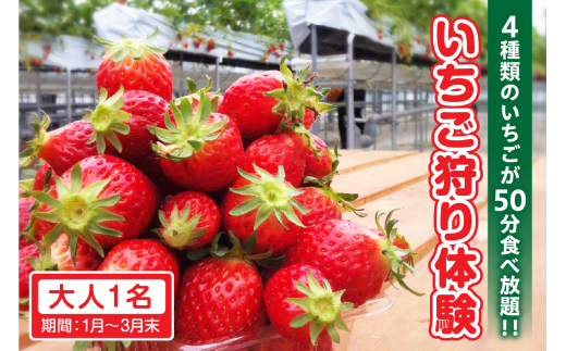 4種類のいちごが50分食べ放題！！いちご狩り体験（1月～3月末）大人1名 1499892 - 愛知県常滑市