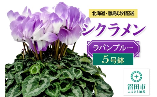 《12月以降発送》北海道・離島以外配送 シクラメン5号鉢 ラパンブルー