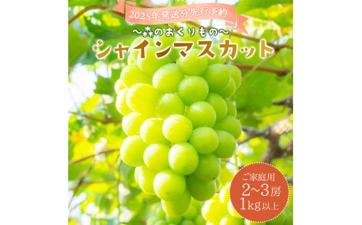 2025年発送分 先行予約＜～森のおくりもの～＞朝採り直送！シャインマスカット 1kg以上2～3房（ご家庭用）【025-a017】