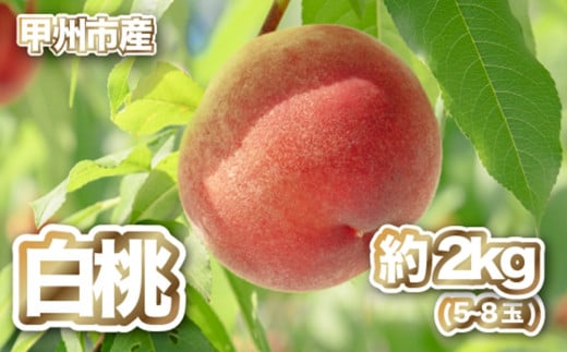 【産直 甲州市 白桃 約2kg】50年以上受継ぐ目利き力！【2025年発送】（PJ）B15-166 【白桃 桃 もも モモ 令和7年発送 期間限定 山梨県産 甲州市 フルーツ 果物】 286439 - 山梨県甲州市