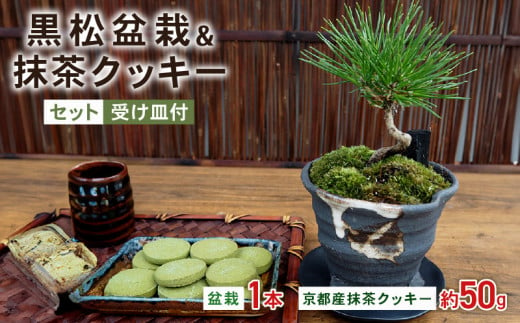 観葉植物 インテリア 黒松盆栽 抹茶 クッキー 50g  セット 京都 室内 おしゃれ オフィス リビング 人気 おすすめ 玄関 1643622 - 京都府京都府庁