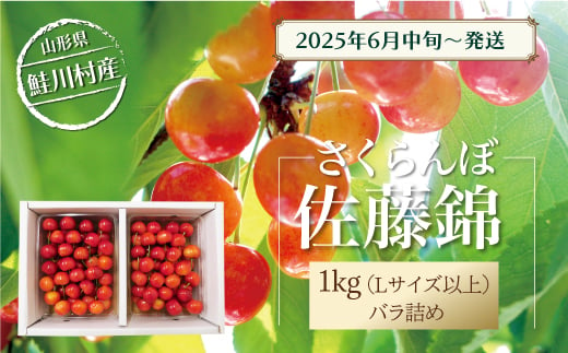 【令和7年産 早期受付】 鮭川村産さくらんぼ ＜佐藤錦＞ Lサイズ以上バラ詰め 1kg（500g×2P） 1567699 - 山形県鮭川村