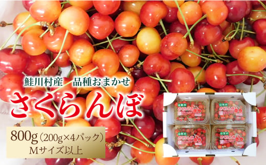 【令和7年産 早期受付】 鮭川村産さくらんぼ ＜品種おまかせ＞ フードパック800g（200g×4P） 1567706 - 山形県鮭川村