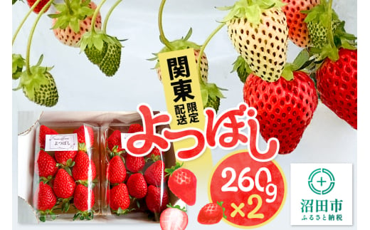 《2025年1月以降発送》関東限定配送 イチゴ よつぼし 約260gパック×2