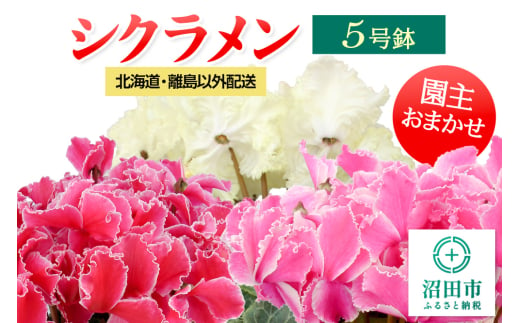 《12月以降発送》北海道・離島以外配送 シクラメン5号鉢 園主おまかせ