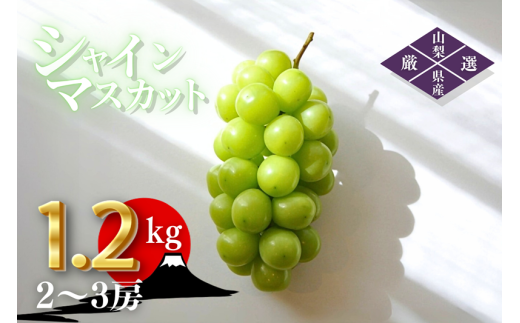 シャインマスカット 約1.2kg（2～3房）山梨県甲州市 産地直送【2025年発送】（ORJ）B12-802 【シャインマスカット 葡萄 ぶどう ブドウ 令和7年発送 期間限定 山梨県産 甲州市 フルーツ 果物】 882934 - 山梨県甲州市