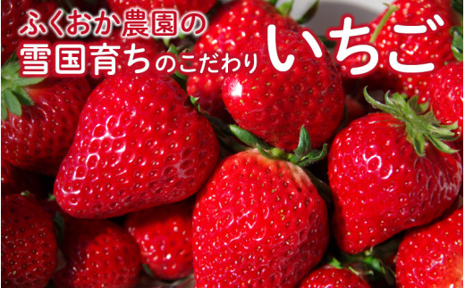 ふくおか農園の「雪国育ちのこだわりいちご」 4パック 【50個限定！！】※3月16日 まで[B-06702]/いちご 苺 イチゴ 農作物 フルーツ 果物 農家 農園 福井県鯖江市 237904 - 福井県鯖江市