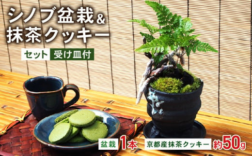 観葉植物 インテリア シノブ盆栽 抹茶クッキー 50g セット 京都 室内 おしゃれ オフィス リビング 人気 おすすめ 玄関 1643621 - 京都府京都府庁