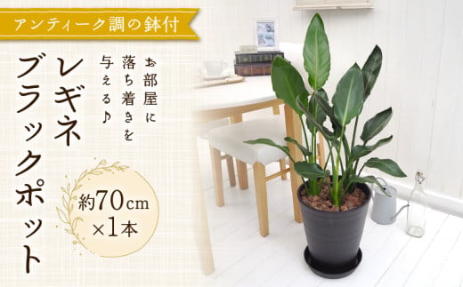 観葉植物 インテリア レギネブラックポット 約70cm×1 京都 室内 おしゃれ オフィス リビング 人気 おすすめ 玄関 1643619 - 京都府京都府庁