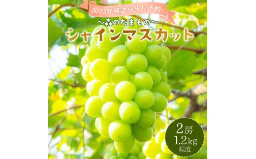 2025年発送分 先行予約＜～森のたまもの～＞朝採り直送！シャインマスカット 2房 1.2kg前後【025-a016】