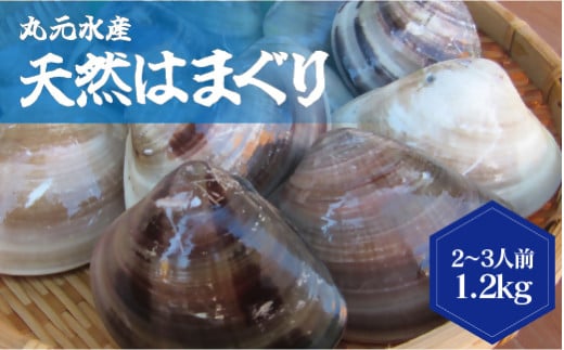 丸元水産　桑名産蛤(ハマグリ)1.2kg_はまぐり　魚介　貝　魚貝　活はまぐり　焼きはま　海鮮　網焼き　酒蒸し　お吸い物　パエリア　パスタ　m_83 743434 - 三重県桑名市