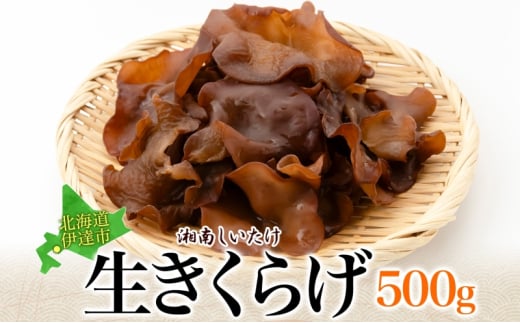 [№5525-1107]湘南しいたけ 生 きくらげ 500g きくらげ 木耳 キクラゲ 生 ぷりぷり プリプリ こりこり コリコリ 栄養 ヘルシー ダイエット 中華  アレンジ スープ サラダ 新鮮 きのこ キノコ 弾力 みずみずしい 北海道 伊達市 1565202 - 北海道伊達市