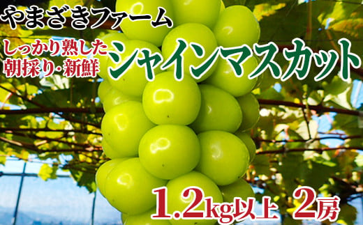 [No.5657-3868]【先行予約】大人気！ 長野県産シャインマスカット 1.2kg以上(2房)《やまざきファーム》しっかり熟した、朝採り・新鮮ぶどう！■2025年発送■※9月中旬頃～11月中旬頃まで順次発送予定 1152674 - 長野県須坂市