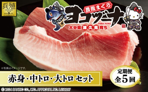 【定期便5回】豊後まぐろヨコヅーナ贅沢セット全5回 赤身250g 中トロ500g 大トロ250g入りの豪華セット マグロ まぐろ 鮪 刺身 刺し身 大分県産 九州産 津久見市 