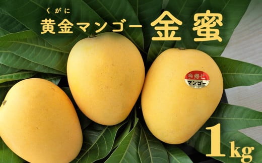 黄金(くがに)マンゴー「金蜜」(1kg) 【2025年７月中旬～８月中旬頃配送】生産者直送 884999 - 沖縄県今帰仁村